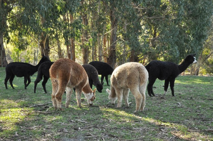 Rock Ridge Farm, Motueka, Nelson