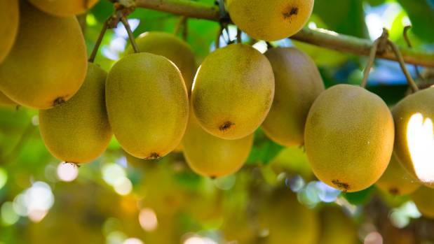 Seasonal Fruit 30each or $12.00 per KG